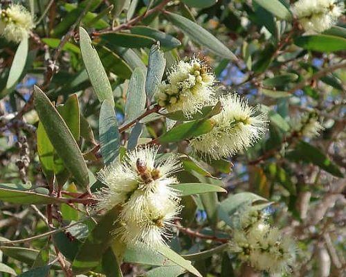 cây tràm gió được trồng nhiều ở Việt Nam